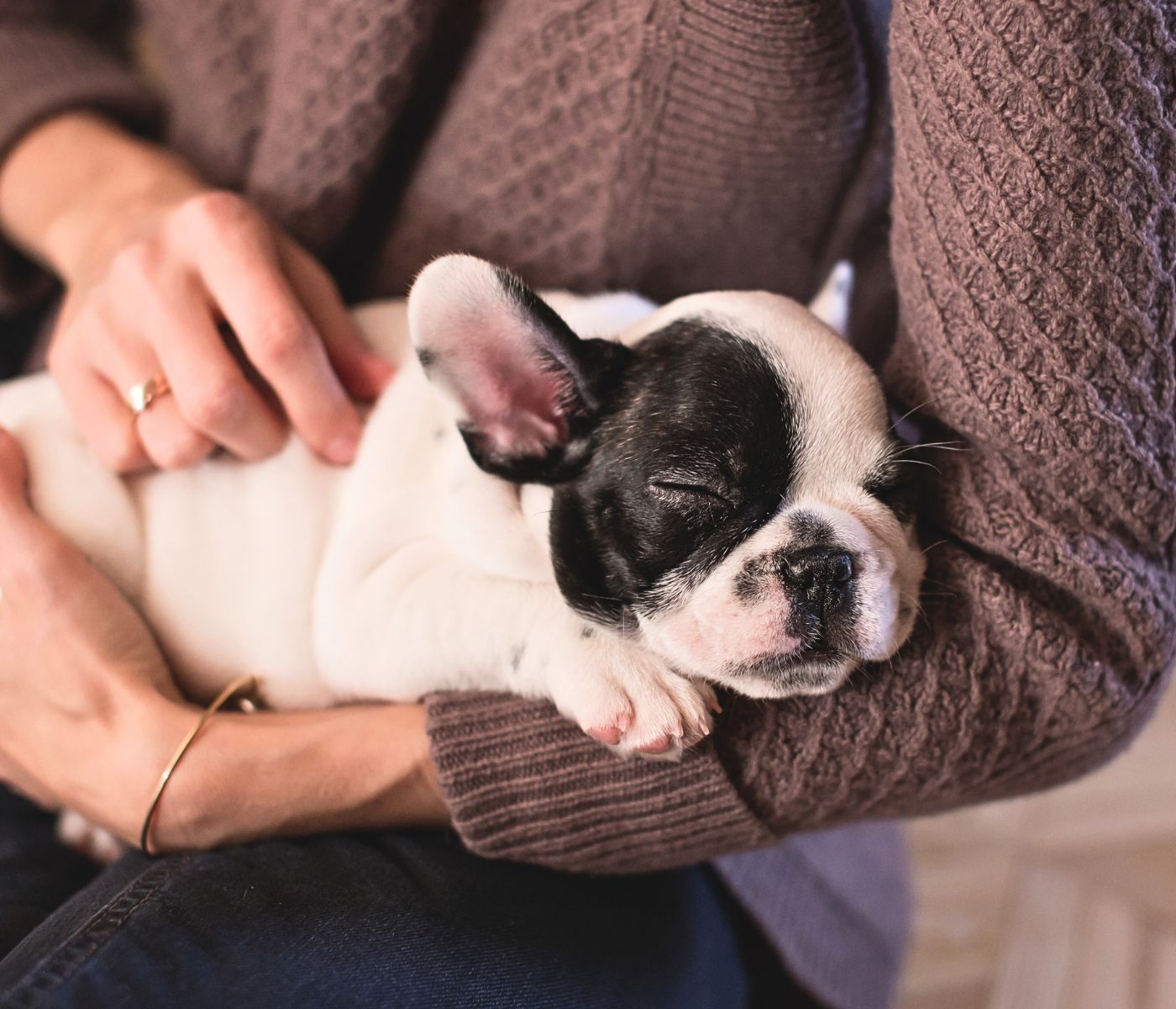 black and white french bulldog puppy resting in someone's arms