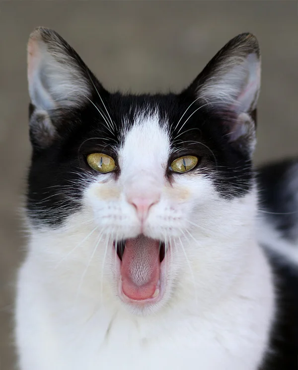 Black and white cat with mouth open and teeth visible during a close-up indoor photo.