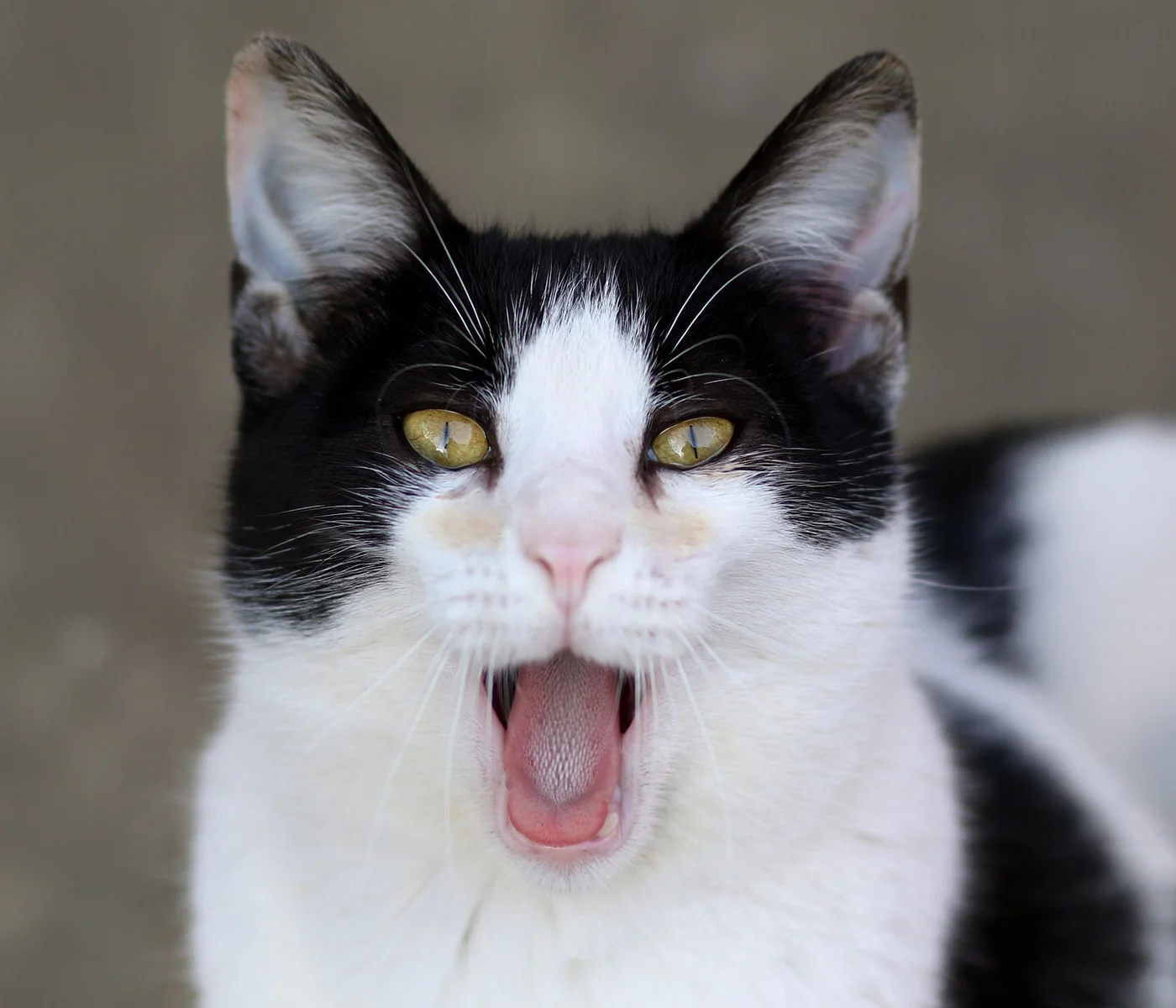 Close-up of a black and white cat with mouth open and tongue visible during a dental-focused photo.