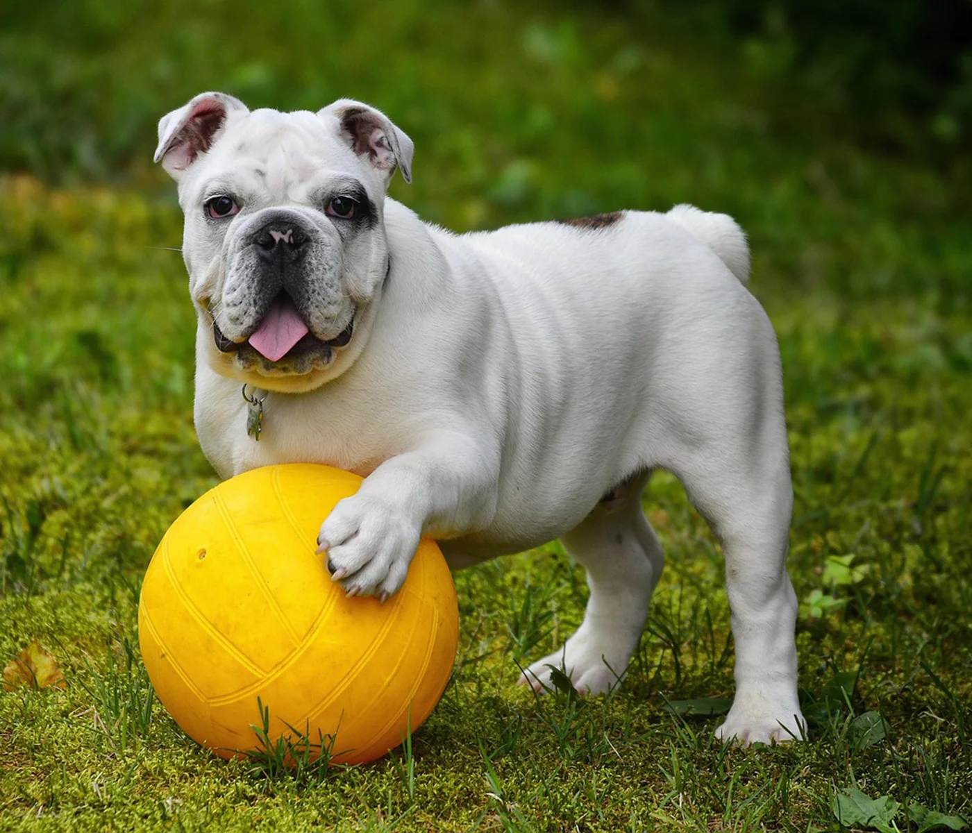 White bulldog standing on grass with one paw resting on a yellow ball, tongue out while looking at the camera.