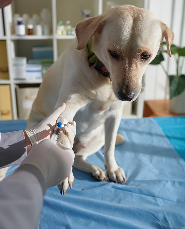 Veterinarian wearing gloves administering an injection to a light-colored dog’s front leg during a clinic exam.