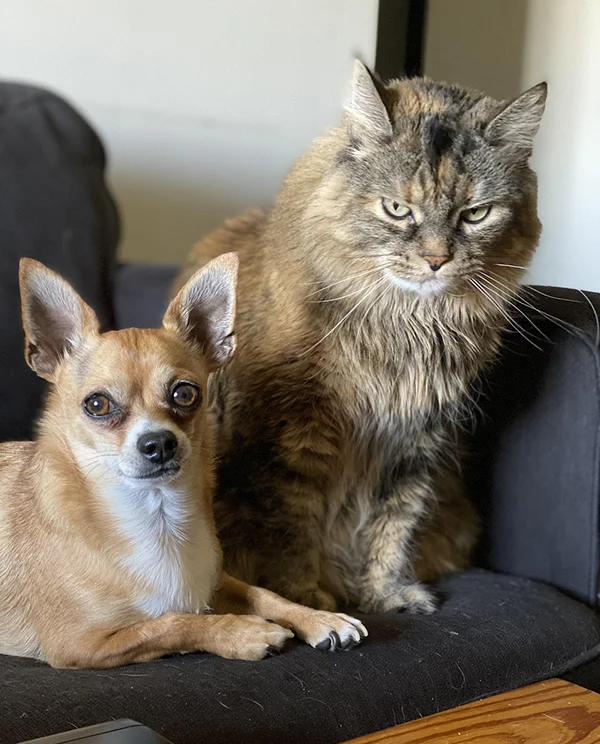Small tan dog and long-haired tabby cat sitting side by side on a dark couch indoors.