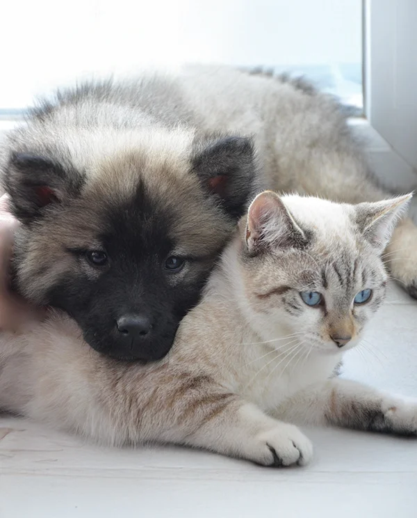 Fluffy puppy resting its head on a light-colored cat with blue eyes while both lie together near a window indoors.