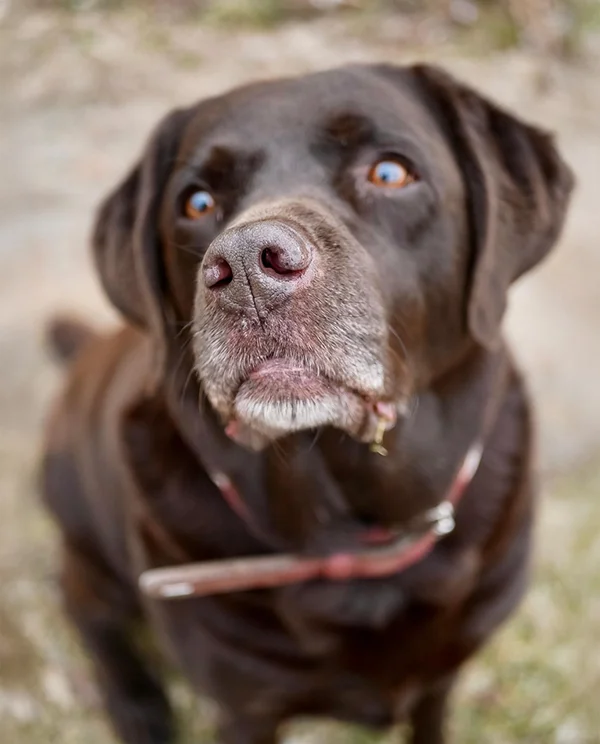 Close-up of a senior chocolate Labrador retriever with a greying muzzle looking up outdoors.